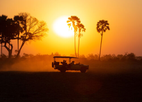 The Magic of a Night Safari: An Unforgettable Experience