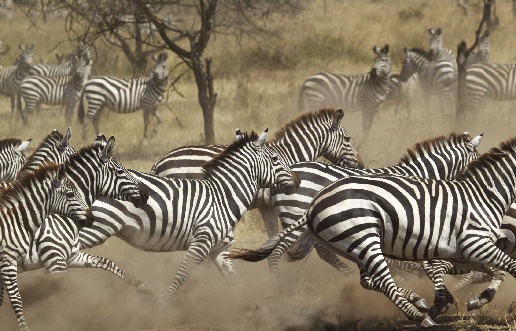 Ngoro6