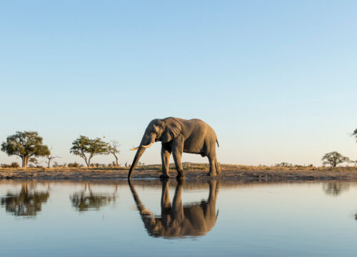 Wildlife Spotlight: The African Elephant