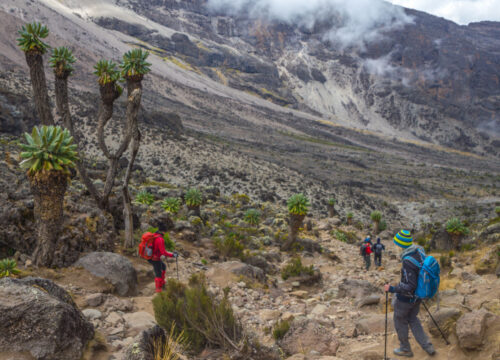 Exploring Kilimanjaro’s Ecological Layers