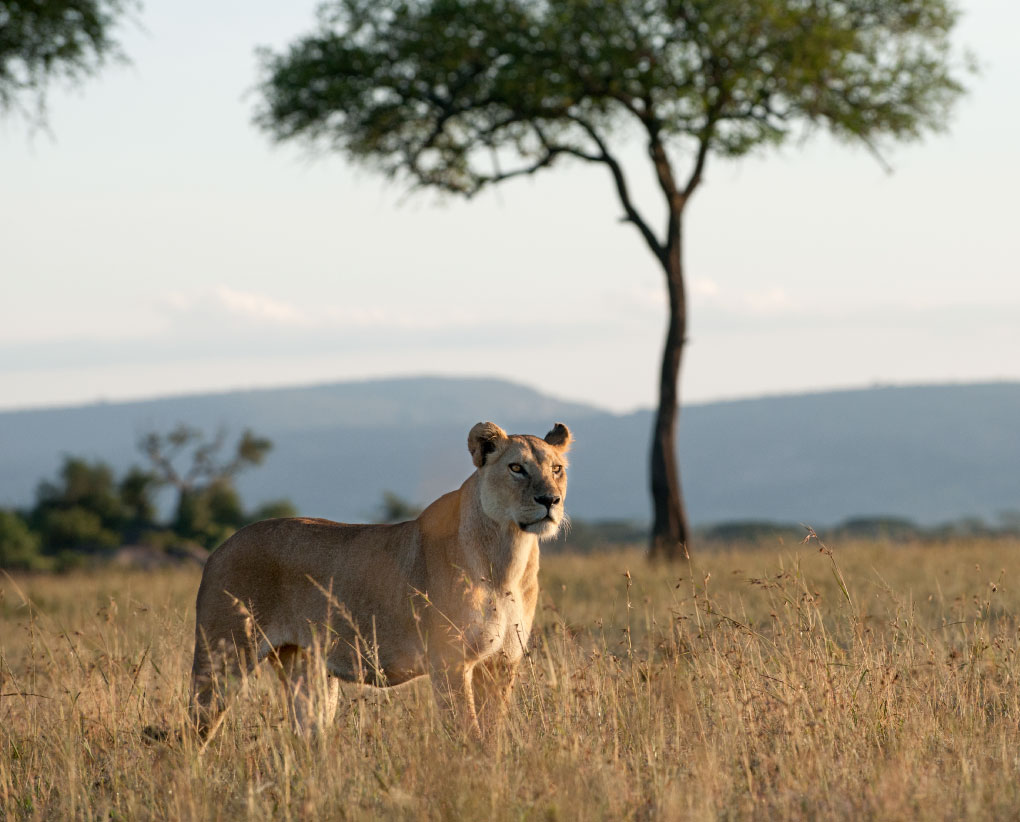 Serengeti
